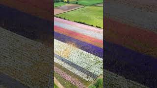 Bumper crop of dazzling confetti fields in Worcestershire  SWNS [upl. by Aicilyt]