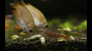 Neocaridina Shrimps V Honey Gouramis [upl. by Micky]