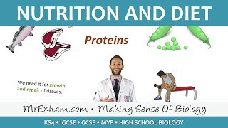 Nutrition and Diet  GCSE Biology 91 [upl. by Yentuoc]