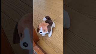 Newest Mochi funny Best video 😂😂😂mochi [upl. by Rene]