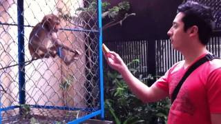 Feeding the pet monkey in Saigon Vietnam [upl. by Fang142]