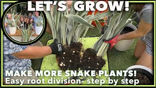 GUIDE TO PROPAGATING SNAKE PLANTS LIKE A PRO Step by step root division method [upl. by Dnomyaw197]