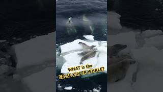 WHAT is the FALSE KILLER WHALE shortvideo shortvideo ocean [upl. by Kela140]