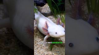 Axolotls Remarkable Limb Regeneration [upl. by Ardnalac]