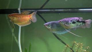 Weird Gourami Behaviour [upl. by Llebiram242]