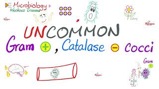 Uncommon GramPositive CatalaseNegative Bacteria  Microbiology 🧫 amp Infectious Diseases 🦠 [upl. by Aymik]
