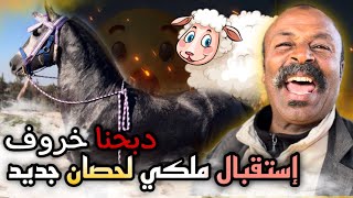 التقاليد كيفاش كيستقبلوا مغاربا حرار 🇲🇦 حصان جديد  ذبحنا خروف😱 واش يستاهل هذ الحصان والا لا 🤔 [upl. by Akahs]