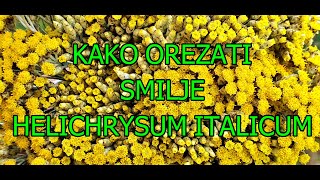 Kako orezati smiljeHelichrysum italicum [upl. by Auhsuoj]