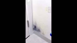 بخاخ إزالة العفن الحل السحري لمنزل نظيف😌😌 Mold removal sprayThe magic solution for a clean home😍😍 [upl. by Spring]