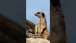 MindBlowing Facts About Meerkats [upl. by Azelea388]