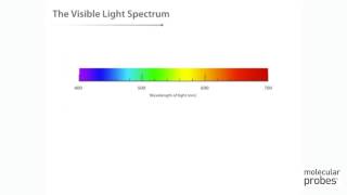 Molecular Probes Tutorial Series—Introduction to Fluorescence [upl. by Nosrettap342]