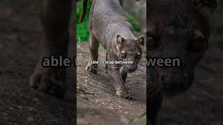 Fascinating Facts About the Fossa facts wildlife youtubeshorts madagascar nature animals [upl. by Oilut391]