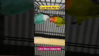 Love Birds Breeder pair4 Love Birds breeding tips birds trending lovebirds KANGBUDGIECHANNEL [upl. by Anastos]