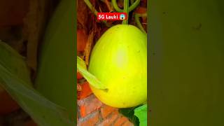 5G Lauki 😱✅ shorts agriculture farming kisan kheti viralvideo trending [upl. by Nila]