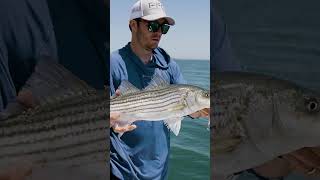 Sign up for the Striper Cup and win prizes in the Rapala Photo Contest stripedbass shorts [upl. by Anua]