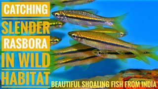 Catching SLENDER RASBORA beautiful indian fish  Aqua adventure [upl. by Petuu806]