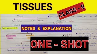 Tissues class 9 science  Class 9 Tissues one shot  Class 9 tissue notes [upl. by Ainerol]