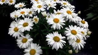 Best Perennials  Leucanthemum WhoopsaDaisy Shasta Daisy [upl. by Anirrok]