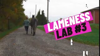 Lameness Lab 3 Is this horse lame Training your eye to see lameness By Equine Guelph [upl. by Mckinney]