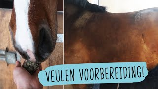 SERIE Veulens afl 1 Voorbereiding op het veulen  47  HorseFitShop [upl. by Chastain928]