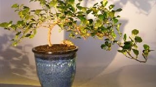 Mistletoe Fig Bonsai Tree Cascade Style ficus diversifolia [upl. by Eno]