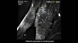 Melanin Granules on the Move in Melanocytes [upl. by Eves]