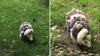 Watch This MamaoftheYear Opossum Carry 12 Babies on Her Back [upl. by Yniffit]