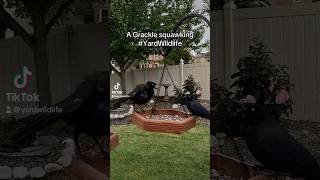 A Grackle squawking at the feeder tray [upl. by Renato]