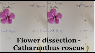 Flower dissection Vinca Rosea  Catharanthus roseus flower plant flower and fruit view Periwinkle [upl. by Anairdna791]