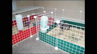 Guinea Pig cages CampC Cubes and Coroplast [upl. by Quint]