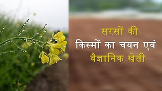 सरसों की किस्मों का चयन एवं वैज्ञानिक खेतीVarietal selection and scientific cultivation of mustard [upl. by Nilats]