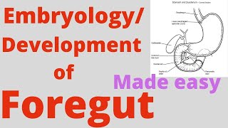 Foregut development Foregut Embryology Correlation with coeliac trunkCoeliac artery and branches [upl. by Hiltner]