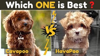 Havapoo Vs Cavapoo  Cavoodle  Comparison Between Two Poodle Mix Small Dog Breed [upl. by Eggett]