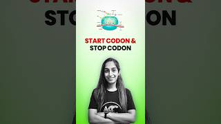 Start Codon amp Stop Codon [upl. by Winikka]