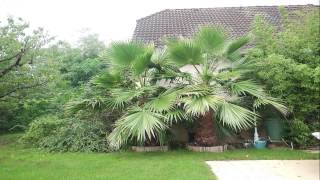 Washingtonia six mois de pousse dun palmier [upl. by Ahcrop255]