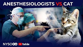 2 Anesthesiologists VS 1 Cat  Crash course with Dr Hadzic [upl. by Sanferd]