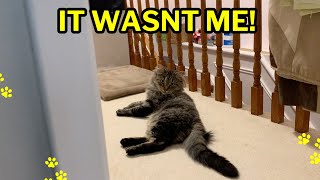 PERSISTENT Siberian Cat Tries Everything to Break into Bedroom Part 1 [upl. by Gorey]