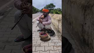 A mesmerizing encounter with Indian tradition 🐍🎶🇮🇳 [upl. by Otir]