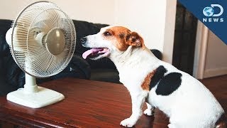 How To Protect Your Pet From Summer Heat [upl. by Hurty]