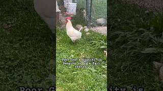 Rooster Lost Tail in Fox Attack But Lives to Crow Another Day… homestead homesteading chickens [upl. by Ellenrahc]