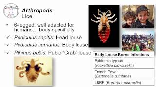 Helminths Arthropods [upl. by Nomihs]