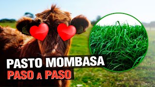 Pasto Mombasa Panicum Maximum  El ganado LO ADORA  🐮 [upl. by Bridge413]