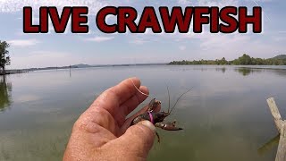 Bass Fishing With Live Crawfish [upl. by Ativla259]