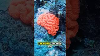 the Bizarre Brain Coral and Its Hidden Market Value shortsviral shortsfeed shortsvideo shorts [upl. by Atsahc218]