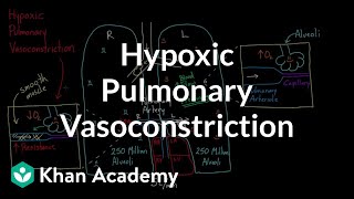 Hypoxic pulmonary vasoconstriction  Circulatory system physiology  NCLEXRN  Khan Academy [upl. by Jb96]