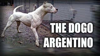 THE DOGO ARGENTINO  A QUICK LOOK AT THE HISTORY AND BREED STANDARD [upl. by Aytida]