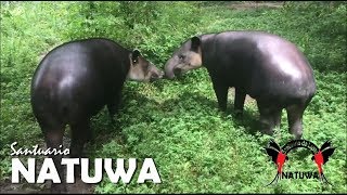 La Danta en Costa Rica Tapirus bairdii [upl. by Gine238]