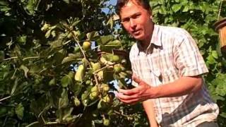 How to get your Figs on your Fig Tree to Ripen Faster [upl. by Stein253]