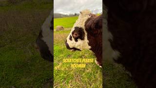 Ferocious Shorthorn Bull in the Wild  gigahank gratefuldead scratches farming shorthorn f150 [upl. by Teilo]