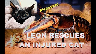 Leon Rescues An Injured Cat [upl. by Porcia88]